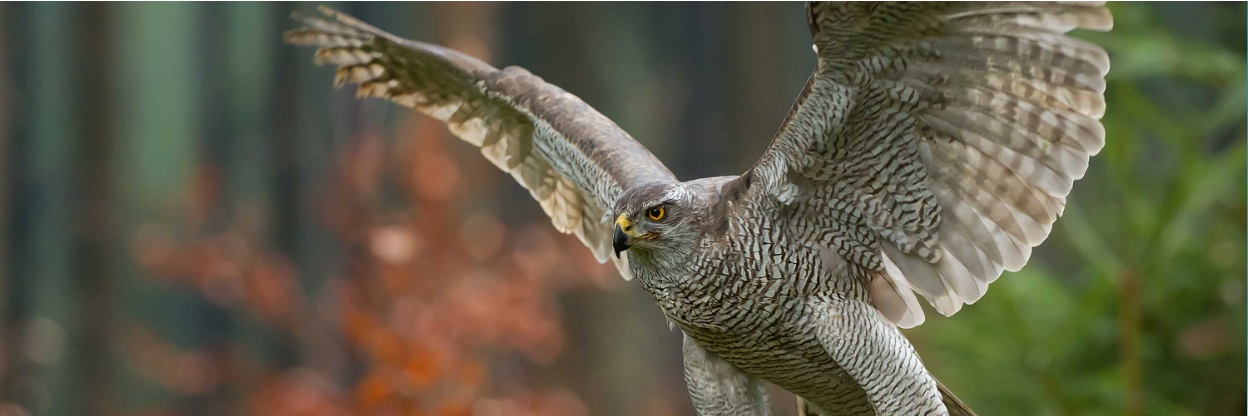 Artskydd – artskyddsförordningen och Natura 2000-bestämmelserna i praktiken