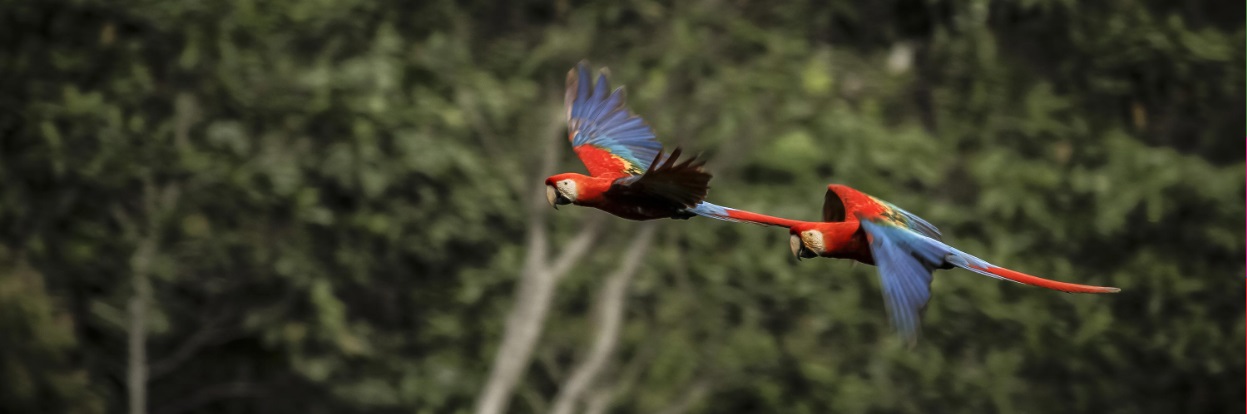 Biologisk mångfald för företag – analysera påverkan, bedöma risker och rapportera
