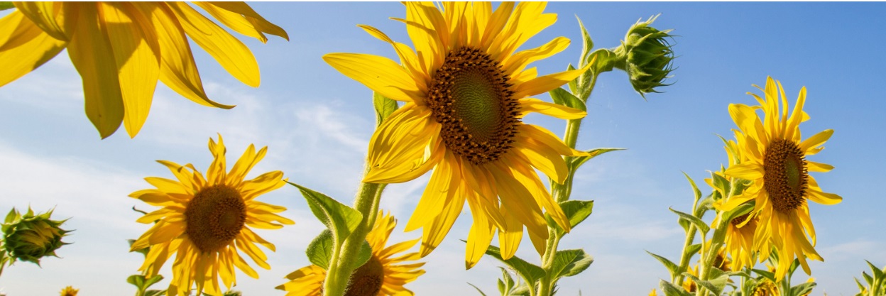 AH CSRD – så hållbarhetsredovisar du enligt nya EU-lagen