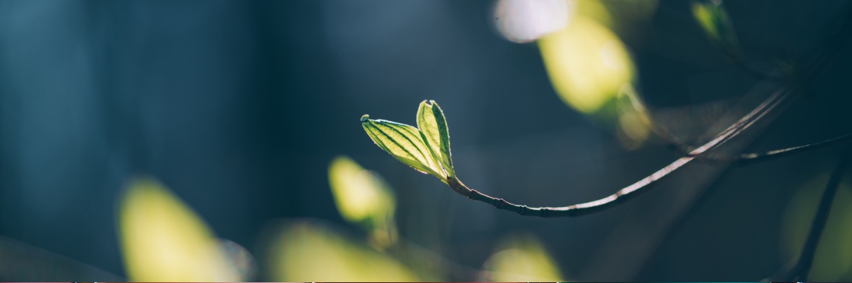 Diplomerad hållbarhetsstrateg – offentlig sektor-1