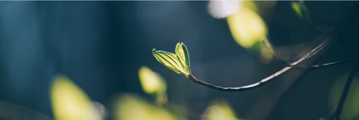 Diplomerad hållbarhetsstrateg – offentlig sektor