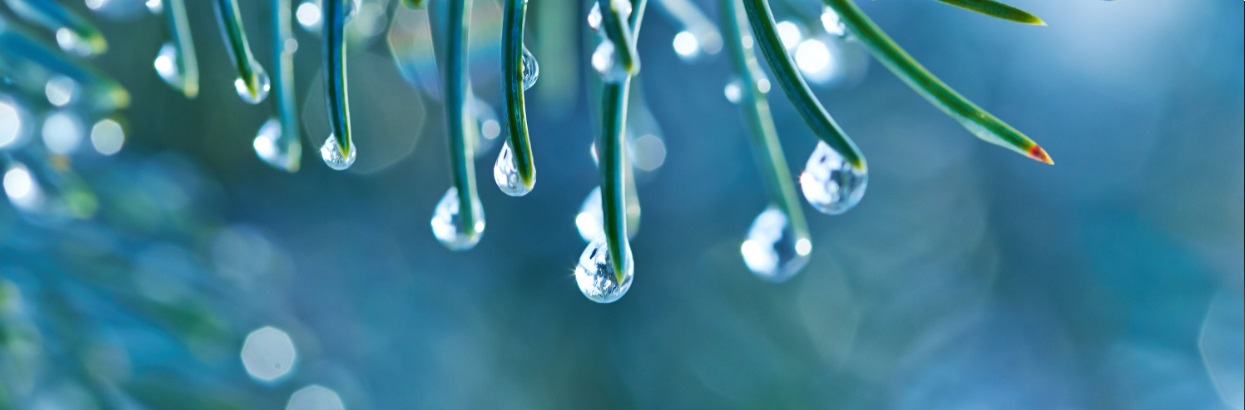 AH Ekosystemtjänster – att värdera och integrera i planering och beslut