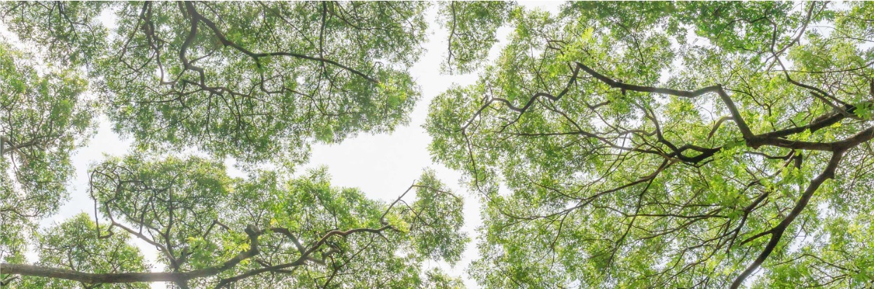 BILD CSRD fördjupning – redovisa miljömässig hållbarhet enligt ESRS (E1-E5)