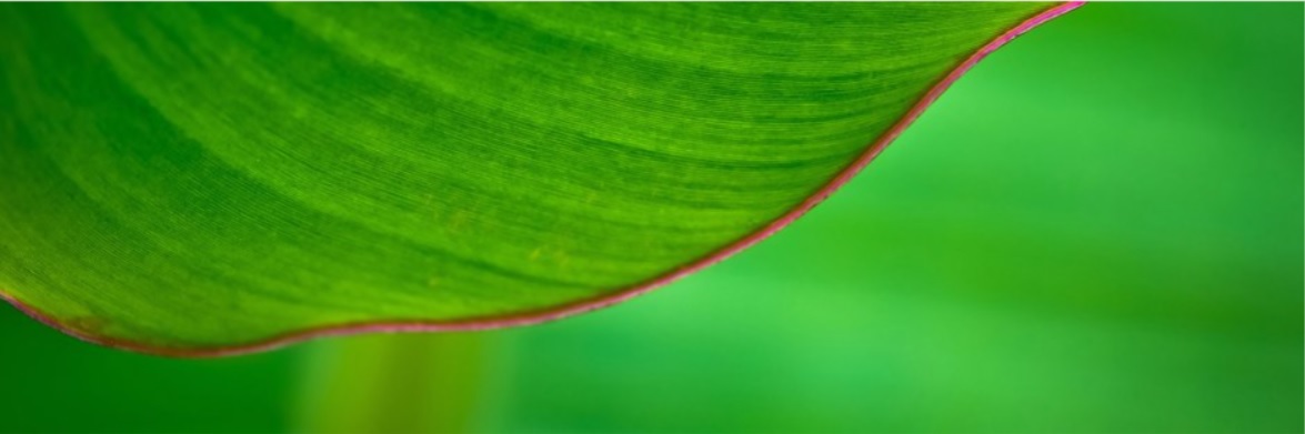 Di bild Scaling Up – metodik och verktyg för att skala upp företaget