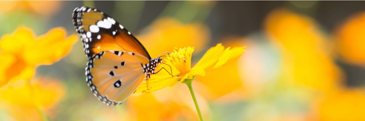 Diplomerad hållbarhetsansvarig BILD
