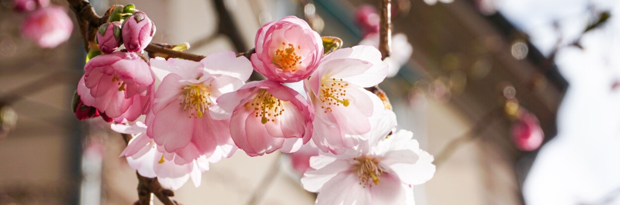 Diplomerad specialist – social hållbarhet i fastighetsbranschen BILD