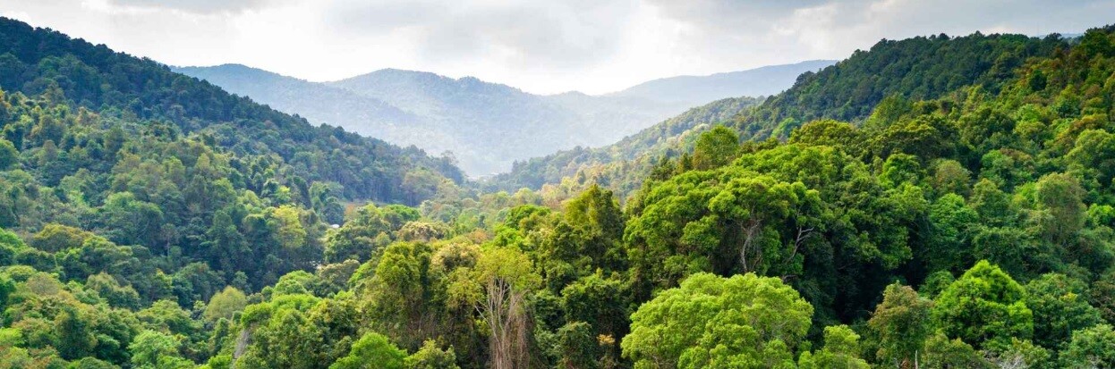 EU Deforestation Regulation – så uppfyller du EUs nya lag mot avskogning BILD