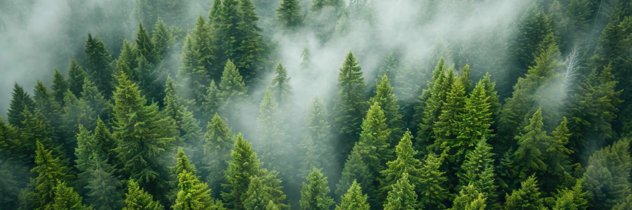 Hantera hållbarhetsdata enligt CSRD – identifiera, samla in och rapportera BILD