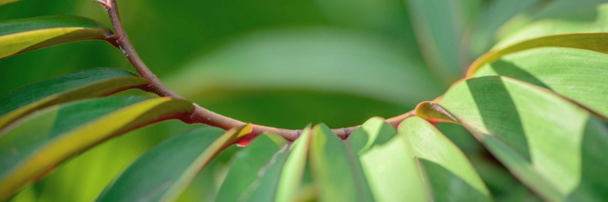 ah Hållbar värdekedja – så ställer du krav och hanterar risker i hela värdekedjan